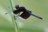 J19_9245 Neurothemis tullia male